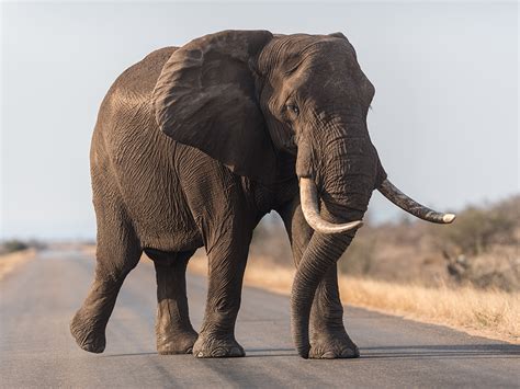 Fakta Gajah: 10 Fakta Menarik Tentang Hewan Raksasa Ini yang Perlu Anda Ketahui